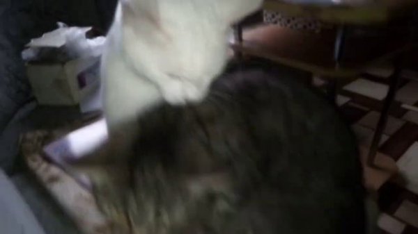 ПЕРЕВОДИМ СВИНЕЙ В ТЁПЛЫЙ САРАЙ.