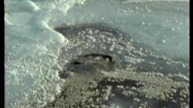 Приключения пингивина смотреть онлайн