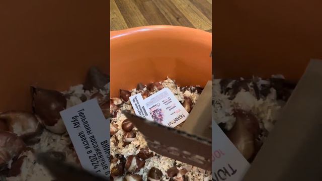 🌷🌷🌷Тюльпаны по акции!!!🌷🌷🌷 смотреть онлайн