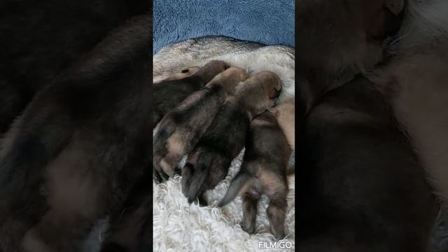 Щенки Джеки. Чехословацкий влчак. смотреть онлайн