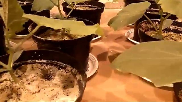 ОГУРЕЦ БЕЗ СОЛНЦА? ДА! - Обзор за 17.10.2018