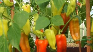 Сладкий перец,наконец-то,покраснел Джипси F1 2019г.