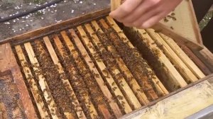Подставляем вощину вовремя, когда подставлять вощину пчелам весной, правильное розширение гнезда 🇺🇦