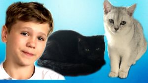 КОТЯТА! За что вы мне МСТИТЕ? НЕВЕРОЯТНАЯ история про моих КОТЯТ!