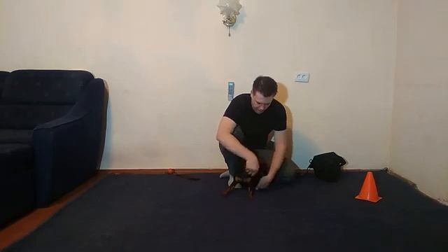 ЦВЕРГПИНЧЕР | КАК ДРЕССИРОВАТЬ ЦВЕРГПИНЧЕРА | ПОРОДА ЦВЕРГПИНЧЕР | ЗАНЯТИЕ С ЦВЕРГПИНЧЕРОМ смотреть онлайн