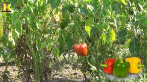 ЧТО растет на ОГОРОДЕ? Учим овощи!  У дедушки и бабушки  Обучающее видео для детей