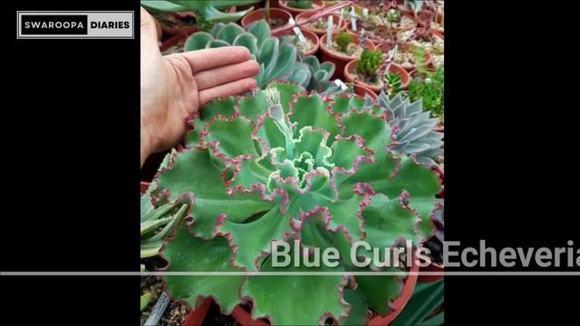 Big Echeveria Varieties| Echeveria varieties you might not have heard of yet! | Swaroopa Diaries смотреть онлайн