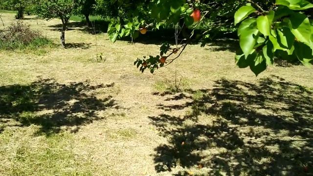 РЫБАЛКА В СЕРБИИ // СЕРБСКАЯ ДАЧА (викендица) смотреть онлайн