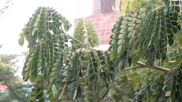 Canon IXUS 132 Camera Test смотреть онлайн