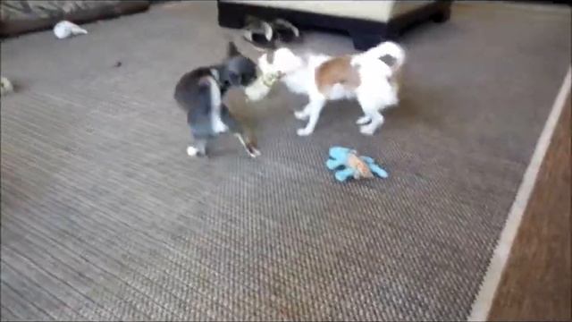 blue martini😂❤️✅🐭tiny apple head chihuahua blue color смотреть онлайн