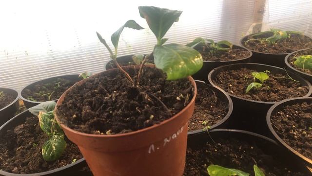 Почему вянет лист у крупнолистных гортензии? смотреть онлайн