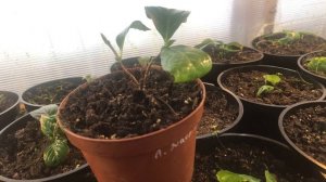 Почему вянет лист у крупнолистных гортензии?