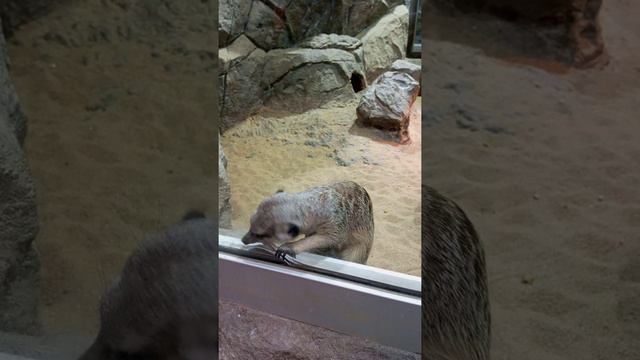 сурикат смотреть онлайн