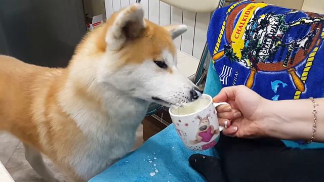 Приятного Аппетита :) Часть 1. смотреть онлайн