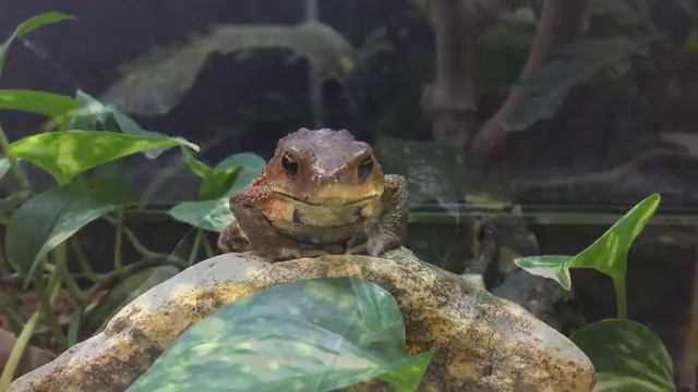 Awashima Frog House 2 смотреть онлайн