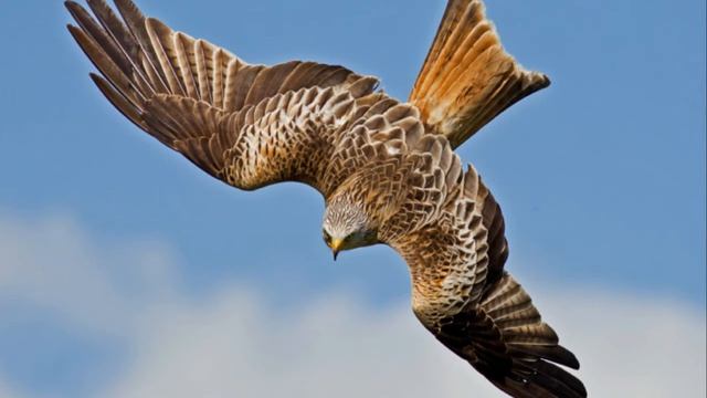 Рубрика "Читаем детям" Сказка "Орел".Тамара Крюкова. смотреть онлайн