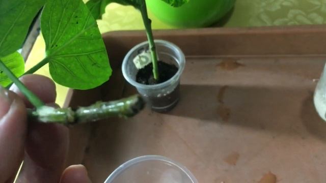 Hibiscus Гибискус Укоренение черенка-контроль... смотреть онлайн