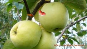 Яблоня полукарликовая Антоновка обыкновенная ? обзор: как сажать, саженцы яблони