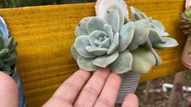PORQUE SUCULENTAS FICAM TÃO BONITAS CULTIVADAS EM LATAS/SAIBA QUAIS OS SEGREDOS DESTE CULTIVO смотреть онлайн