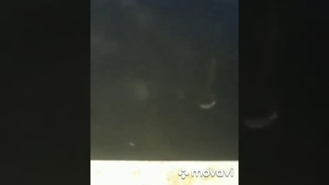 Рыбалка в станице Змейская , РСО-АЛАНИЯ смотреть онлайн
