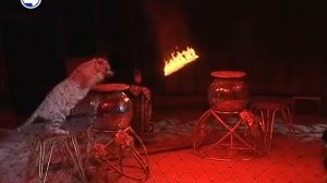 Белые тигры в цирке