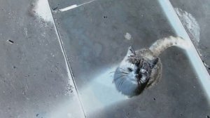 кот инопланетянин