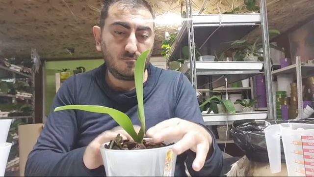 Посадка Орхидей смотреть онлайн