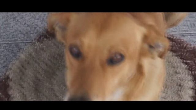 Sony Alpha SLT-A37 Test Video HD смотреть онлайн