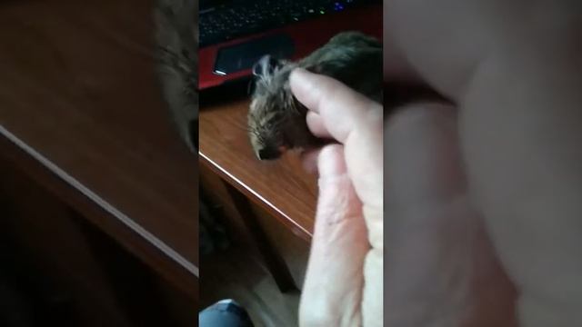Дегу белка Соня смотреть онлайн