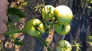 Сорт томата "Малиновый виконте" = ТОМАТНЫЙ КАЛЕЙДОСКОП сезон 2021