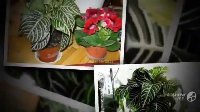 Цветы Афеландра (Aphelandra flower) смотреть онлайн