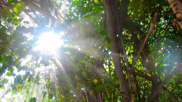 Тропический пляж. Океан. Пальмы. Релакс. Антистресс. смотреть онлайн