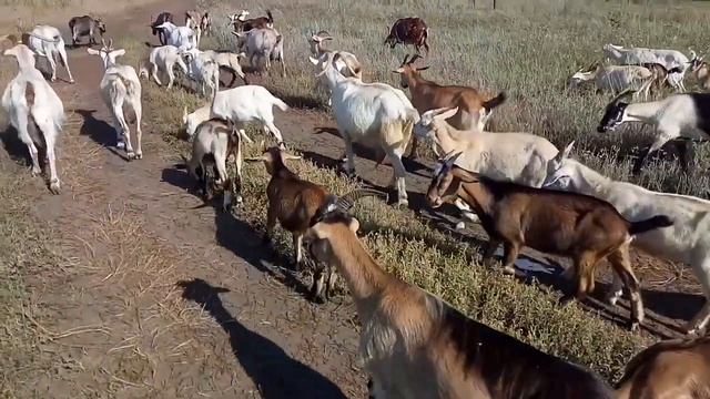 Сколько стоит содержание одной козы в год смотреть онлайн