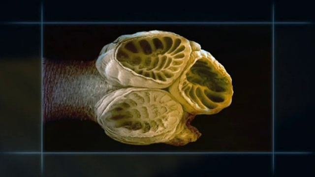 Flatworm Animation - Tapeworm смотреть онлайн