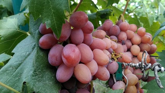 обзор ранних сортов винограда 2024 смотреть онлайн