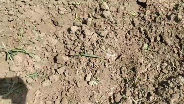 Арбуз состоянием на 02.06.2019 Выращивание арбуза на суходоле Мариуполь смотреть онлайн