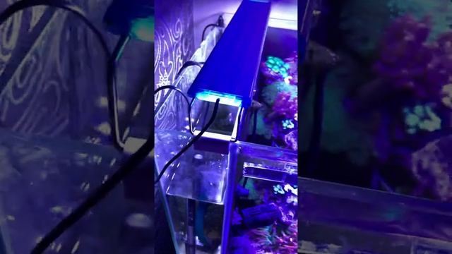 Сколько стоит запуск и содержание морского аквариума! Мифы и факты о ценах на морской аквариум! смотреть онлайн