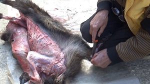 ИНСТРУКЦИЯ ПО РАЗДЕЛКЕ ДИКОГО КАБАНА