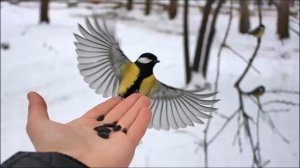 Рассказ про зиму для детей