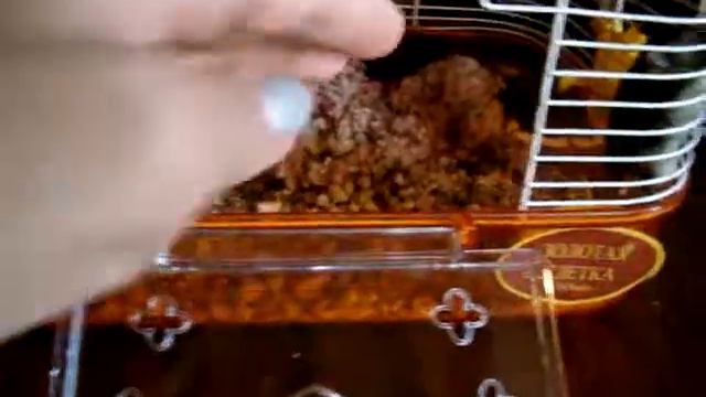 Хомячки на блюдечке с голубой каемочкой смотреть онлайн