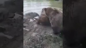 Бой медведей против волков