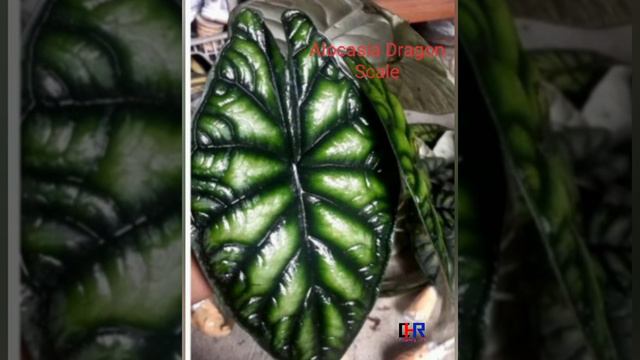 Macam macam Alocasia yang menawan #alocasia #tanamanhias #dragonscale #cuprea смотреть онлайн