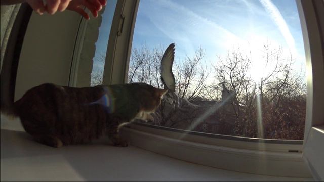 Кошка Тиша. Дебют. смотреть онлайн