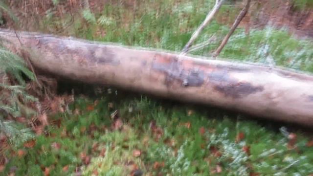 Лось из под Каюра и Чезы смотреть онлайн