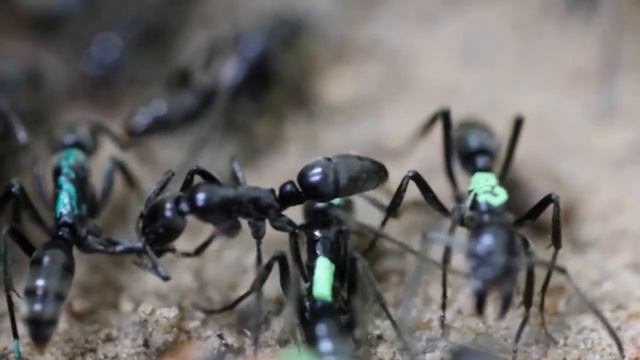 Хищные муравьи Megaponera analis лечат своих раненых смотреть онлайн