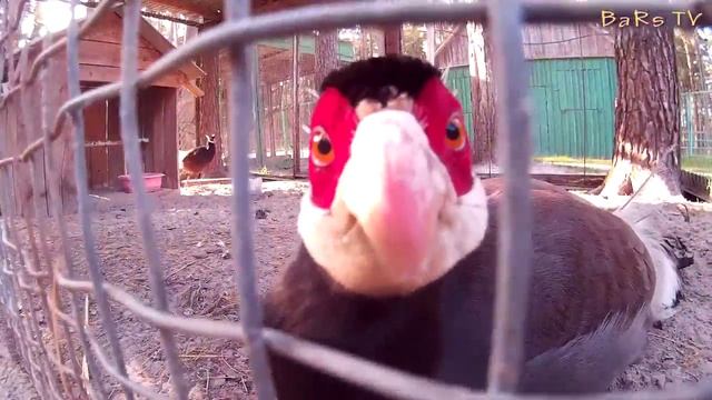 Орловское полесье смотреть онлайн