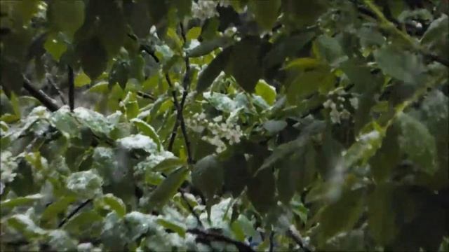 Девичий виноград на антенне за окном | Parthenocissus on the antenna outside the window смотреть онлайн