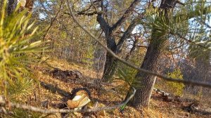 В лес за дровами.Заготовка дров.Лесная ягода