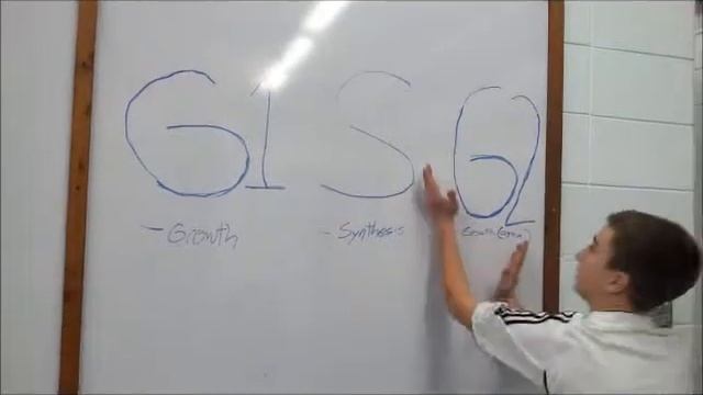 Stages of Interphase смотреть онлайн