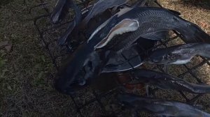 Горячее копчение канального сомика, проверенное временем!!! Рецепт, приготовление!!!